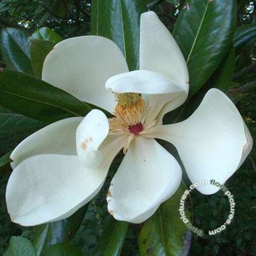 Afbeelding bij Beverboom - Magnolia Grandiflora 