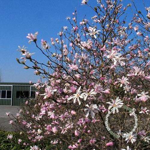 Afbeelding bij Beverboom - Magnolia loebneri 'Leonard Messel'