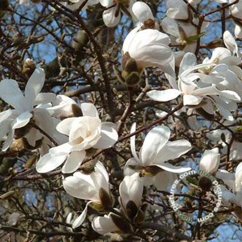 Afbeelding bij Beverboom - Magnolia loebneri 'Merrill'