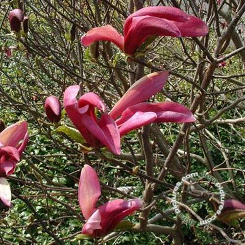 Afbeelding bij Beverboom - Magnolia 'Susan'