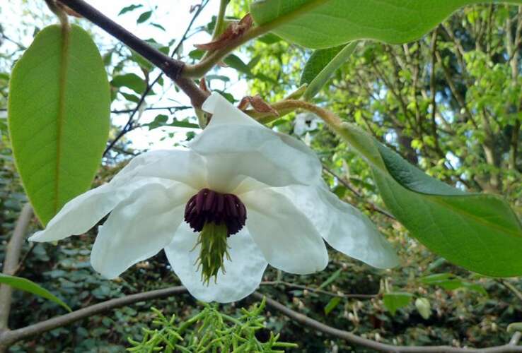 Afbeelding bij Beverboom - Magnolia wilsonii