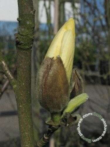 Afbeelding bij Beverboom - Magnolia 'Yellow River'