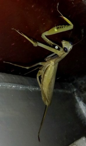 Afbeelding bij Europese bidsprinkhaan (v) in m'n tuin