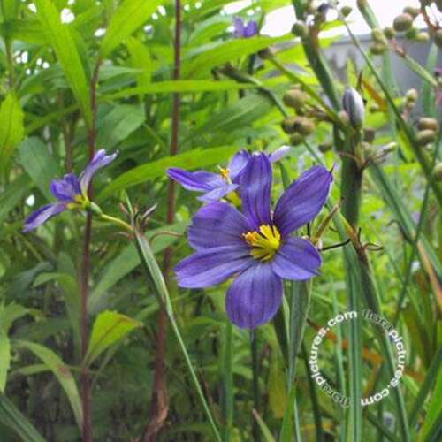 Afbeelding bij Bieslelie - Sisyrinchium angustifolium 