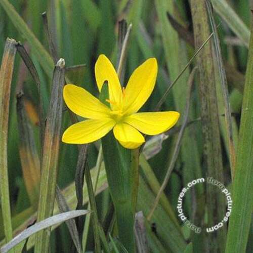 Afbeelding bij Bieslelie - Sisyrinchium californicum 