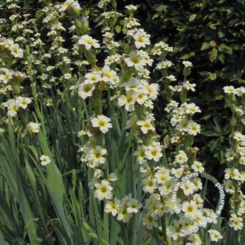 Afbeelding bij Bieslelie - Sisyrinchium striatum 