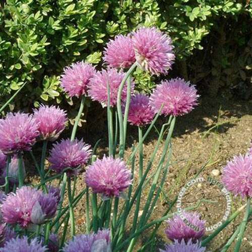 Afbeelding bij Bieslook - Allium Schoenoprasum