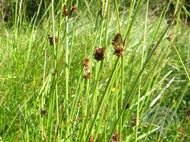 Afbeelding bij Biezenknoppen - Juncus conglomeratus