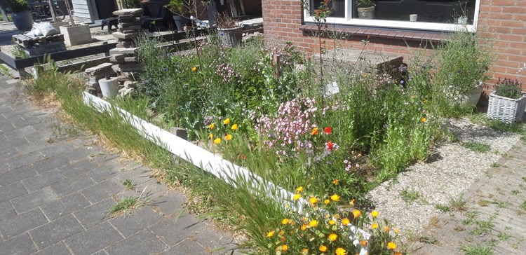 Afbeelding bij Bijvriendelijk en onderhoudsarm