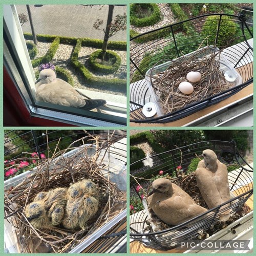 Afbeelding bij Bijzondere nestplaats in raamkozijn