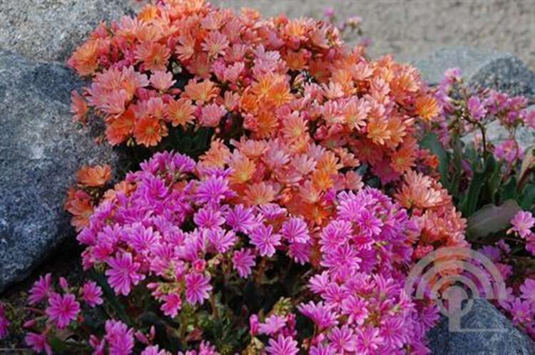 Afbeelding bij Bitterkruid - Lewisia 'Sunset Hybrids' 