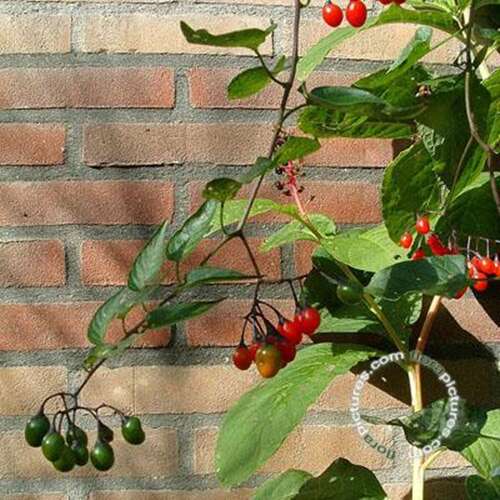 Afbeelding bij Bitterzoet - Solanum dulcamara 