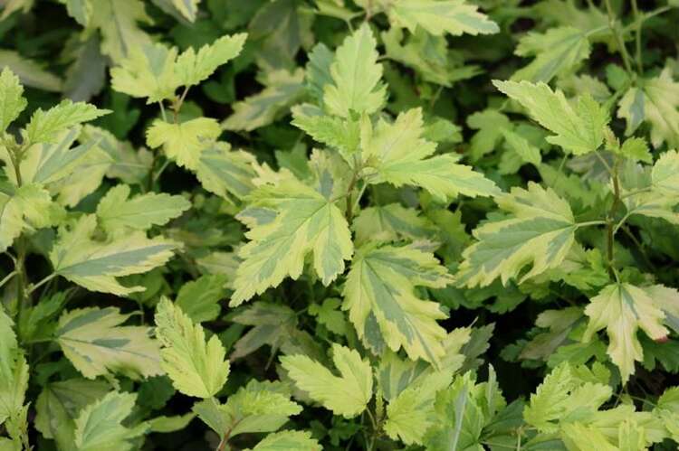 Afbeelding bij Blaasspirea - Physocarpus opulif. &#039;Anny&#039;s Gold&#039; ®