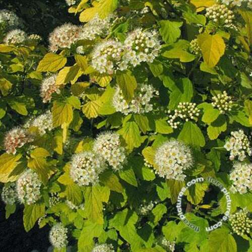 Afbeelding bij Blaasspirea - Physocarpus opulif. 'Dart's Gold'