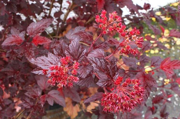 Afbeelding bij Blaasspirea - Physocarpus opulif. &#039;Diable d&#039;Or&#039; ®