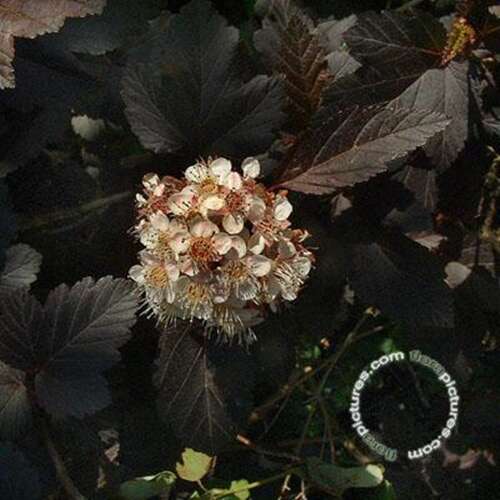 Afbeelding bij Blaasspirea - Physocarpus opulif. &#039;Diabolo&#039;