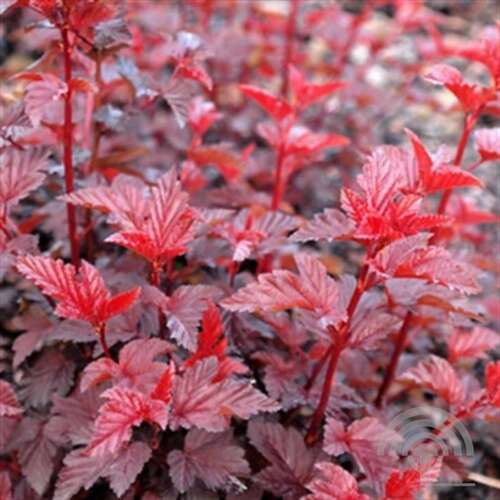 Afbeelding bij Blaasspirea - Physocarpus opulif. 'Lady in Red' ®