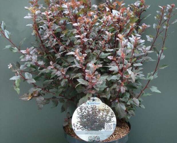 Afbeelding bij Blaasspirea - Physocarpus opulif. 'Little Joker' ®