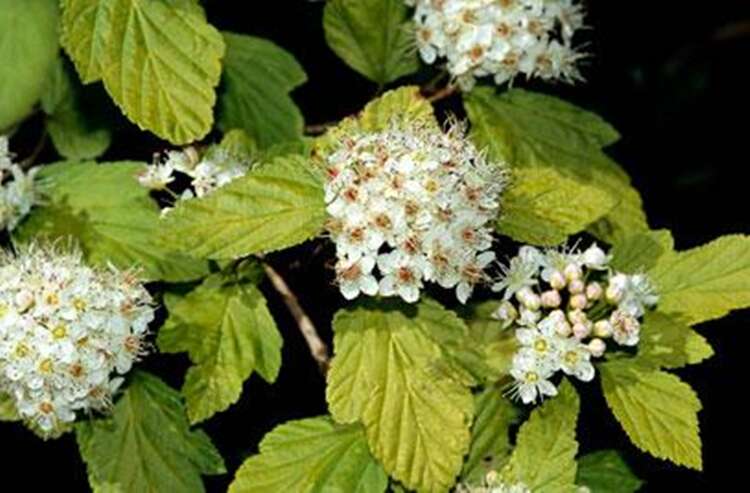 Afbeelding bij Blaasspirea - Physocarpus opulif. &#039;Luteus&#039;