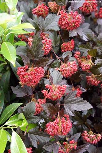 Afbeelding bij Blaasspirea - Physocarpus opulif. 'Red Baron'