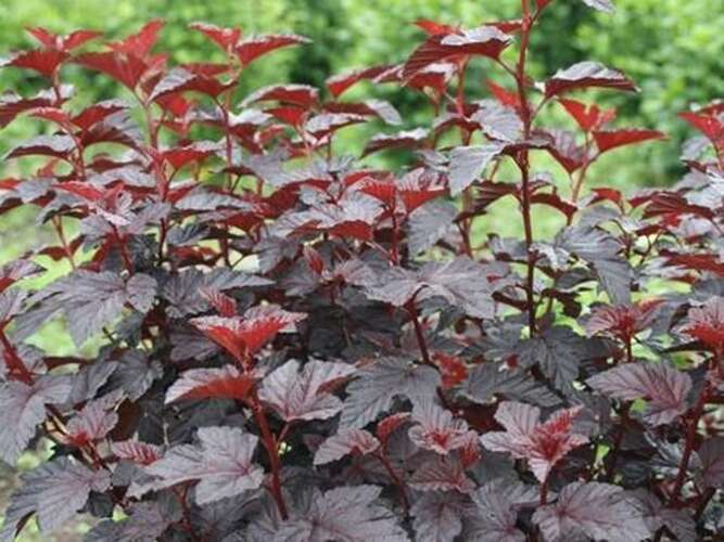 Afbeelding bij Blaasspirea - Physocarpus opulif. 'Rubella'