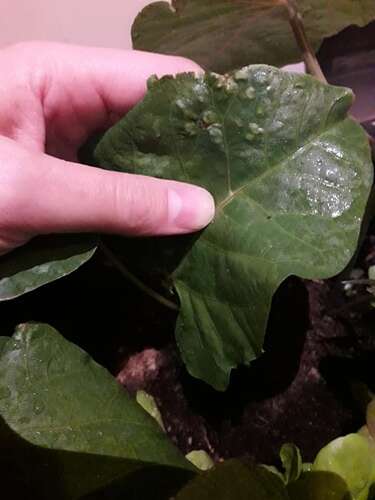 Afbeelding bij Bladeren met blaasjes erop