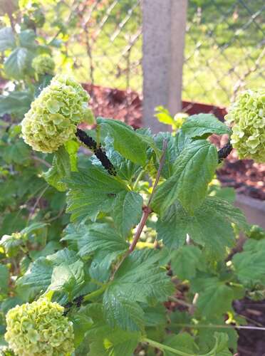 Afbeelding bij Bladluis bestrijden op een natuurlijke manier