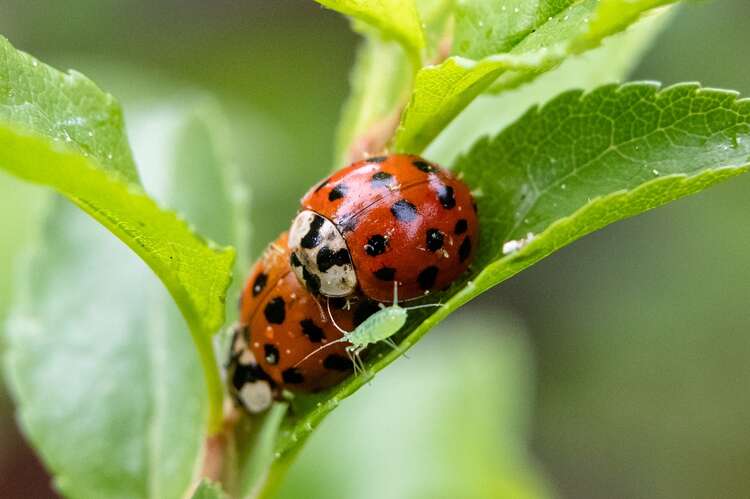 Afbeelding bij Bladluizen wat doen ze in mijn tuin