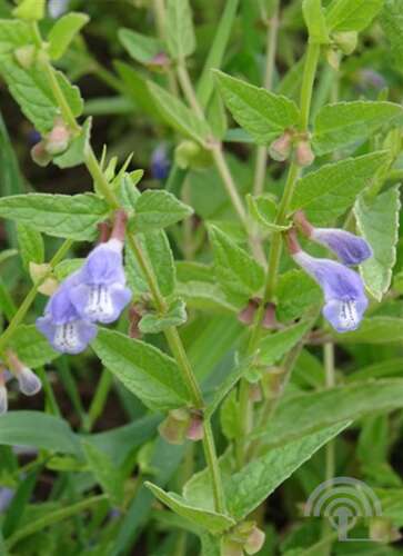 Afbeelding bij Blauw glidkruid - Scutellaria galericulata 