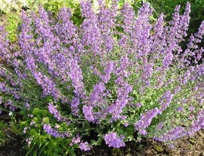 Afbeelding bij Blauw kattenkruid - Nepeta mussinii 