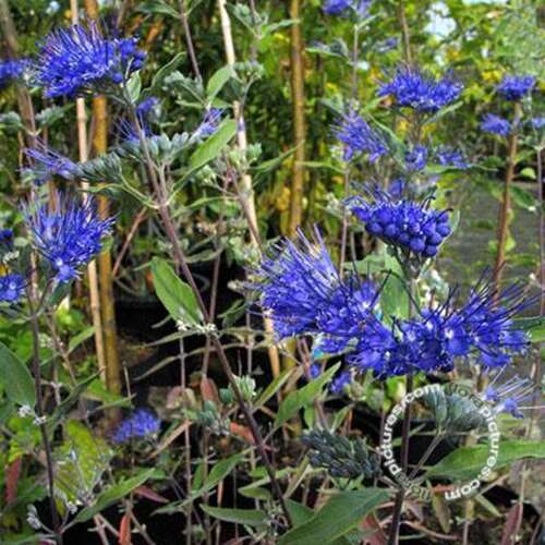 Afbeelding bij Blauwbaard - Caryopteris cland. 'Heavenly Blue' 