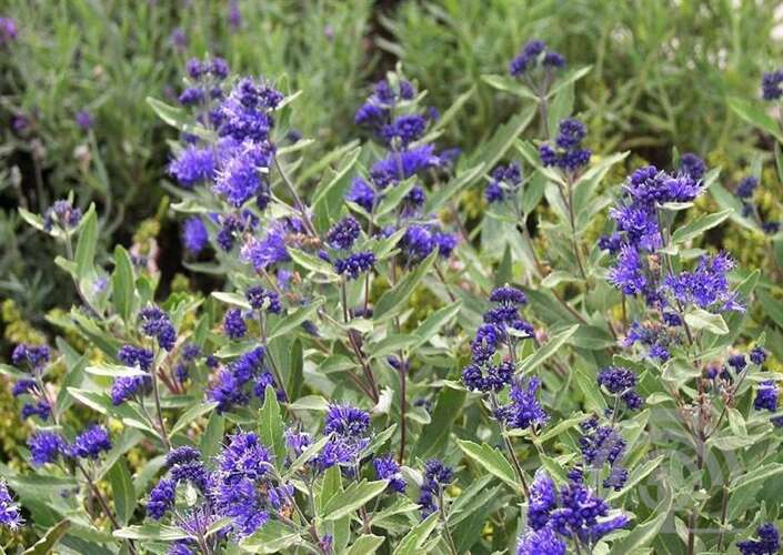 Afbeelding bij Blauwbaard -  Caryopteris cland. &#039;Kew Blue&#039; 