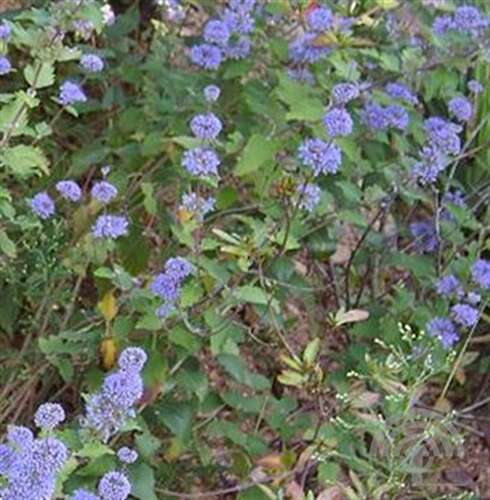 Afbeelding bij Blauwbaard - Caryopteris incana