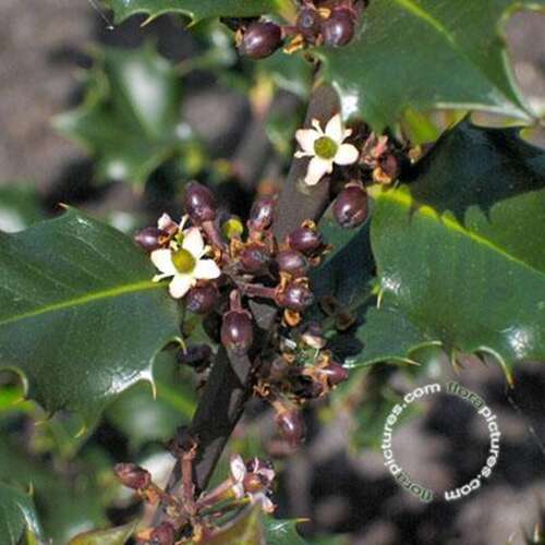 Afbeelding bij Blauwe Hulst - vrouwelijk - Ilex meserveae 'Blue Angel' 