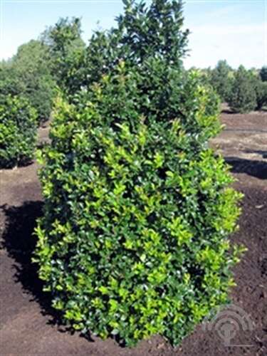 Afbeelding bij Blauwe Hulst - Ilex meserveae 'Blue Fantasy'