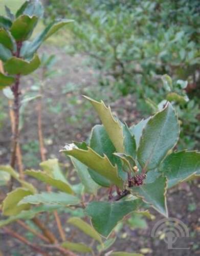 Afbeelding bij Blauwe Hulst - vrouwelijk - Ilex meserveae 'Blue Maid' ® 