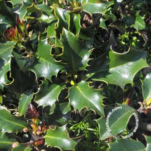 Afbeelding bij Blauwe Hulst mannelijk - Ilex meserveae &#039;Blue Prince&#039; 