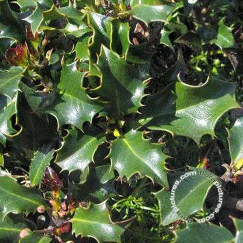 Afbeelding bij Blauwe Hulst - vrouwelijk - Ilex meserveae 'Blue Princess' 