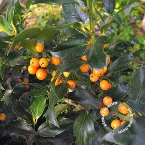 Afbeelding bij Blauwe Hulst - vrouwelijk - Ilex meserveae 'Golden Girl' ®