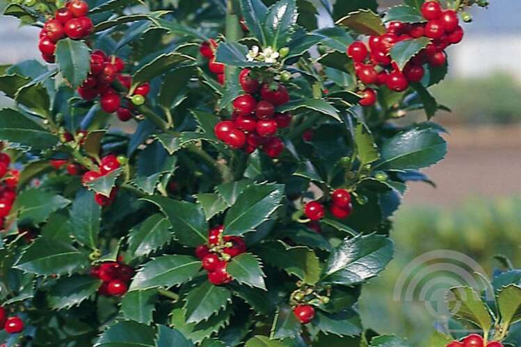 Afbeelding bij Blauwe Hulst - vrouwelijk - Ilex meserveae &#039;Heckenfee&#039; ® 