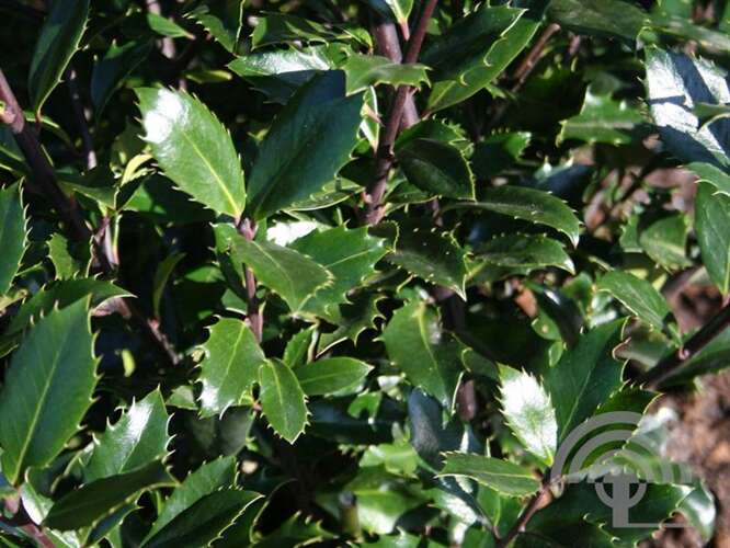 Afbeelding bij Blauwe Hulst - mannelijk - Ilex meserveae &#039;Heckenpracht&#039;