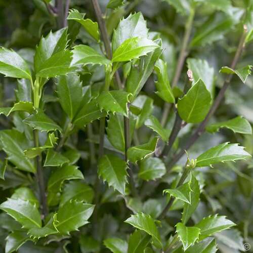 Afbeelding bij Blauwe Hulst - mannelijk - Ilex meserveae 'Heckenstar' ® 