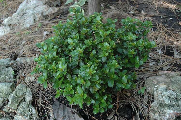 Afbeelding bij Blauwe Hulst - mannelijk - Ilex meserveae &#039;Little Rascal&#039; ® 