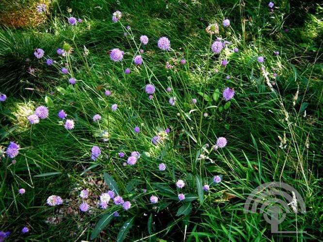 Afbeelding bij Blauwe knoop - Succisa pratensis