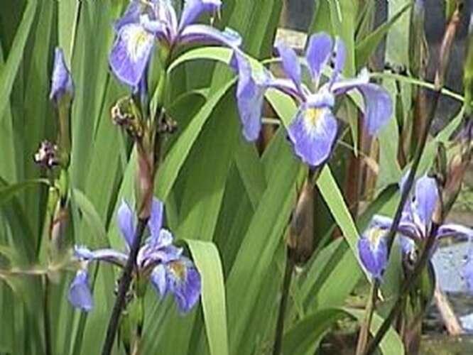 Afbeelding bij Blauwe lis - Iris vers. &#039;Gerald Darby&#039; 