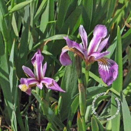 Afbeelding bij Blauwe lis - Iris versicolor 