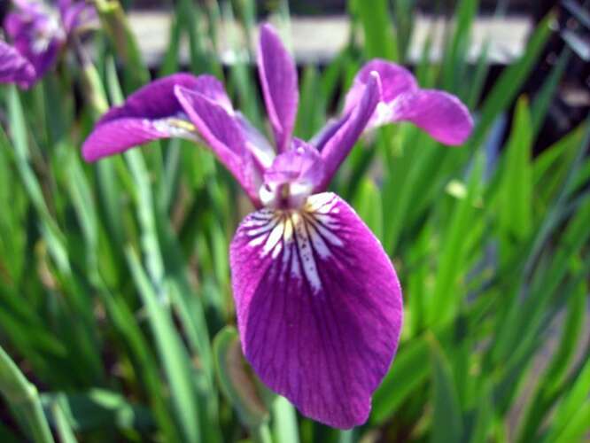 Afbeelding bij Blauwe lis - Iris versicolor &#039;Kermesina&#039;