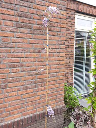 Afbeelding bij Blauwe regen bloeiend kopen