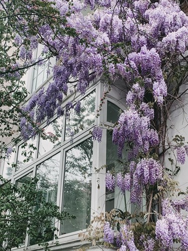 Afbeelding bij Blauwe regen voor de schutting - Wat heeft de Wisteria nodig?