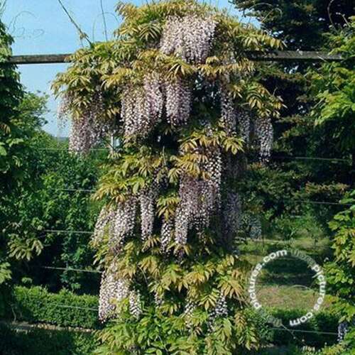 Afbeelding bij Blauwe regen - Wisteria flor. &#039;Honbeni&#039;